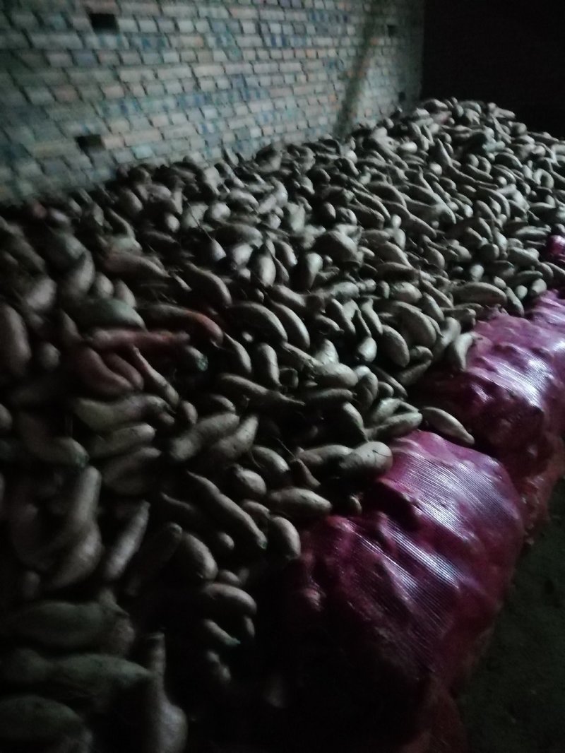 大量窖藏泗水地瓜出售
