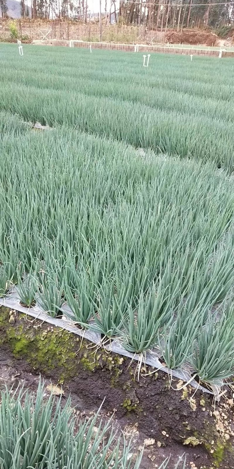 靓小葱