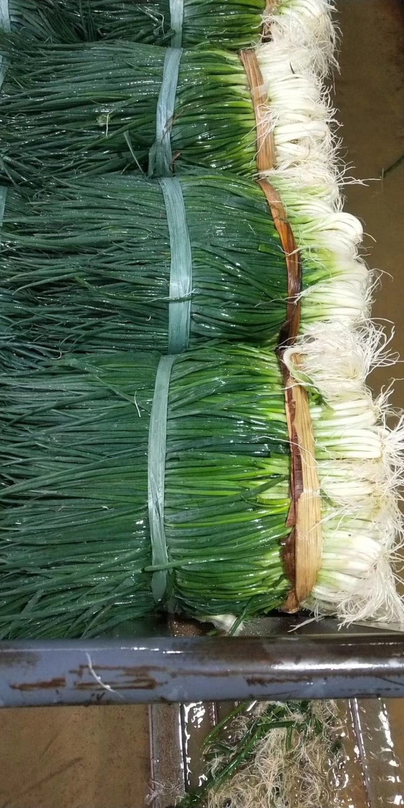 靓小葱