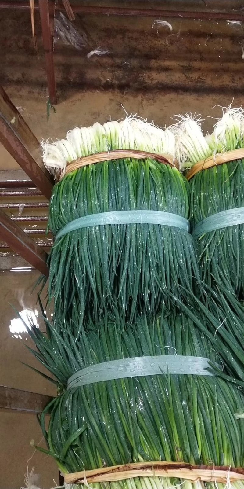 靓小葱