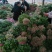 【滑县香菜】精品大叶香菜20—30厘米河南濮阳可发全国
