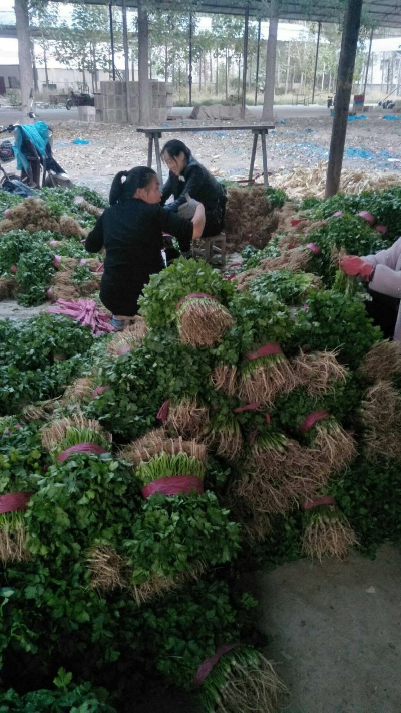 【滑县香菜】精品大叶香菜20—30厘米河南濮阳可发全国