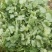 【滑县香菜】精品大叶香菜20—30厘米河南濮阳可发全国