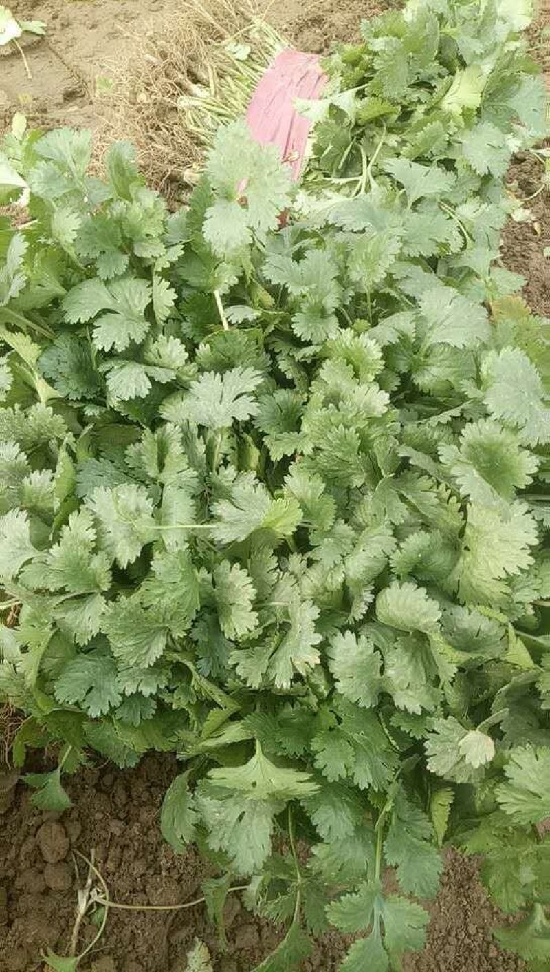 【滑县香菜】精品大叶香菜20—30厘米河南濮阳可发全国