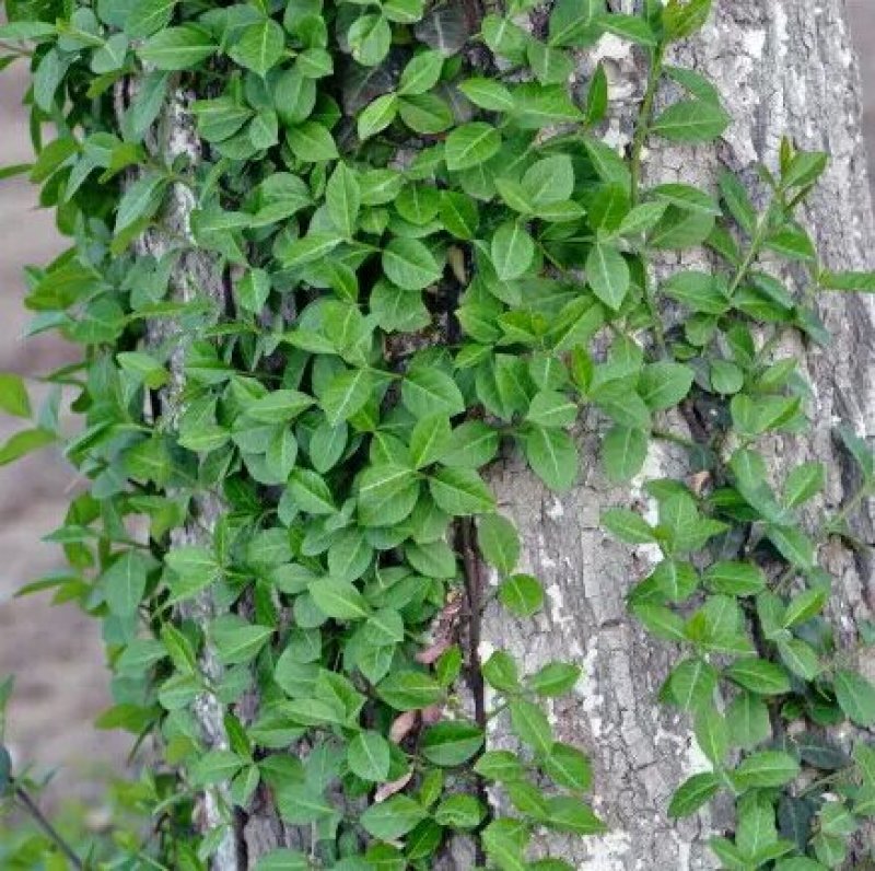 扶芳藤扶芳藤扶芳藤大叶扶芳藤小叶扶芳藤