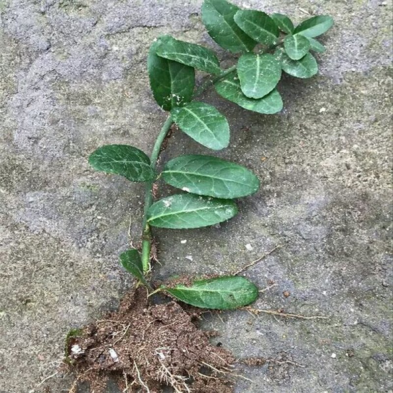 扶芳藤扶芳藤扶芳藤大叶扶芳藤小叶扶芳藤