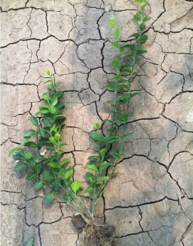 扶芳藤扶芳藤扶芳藤大叶扶芳藤小叶扶芳藤