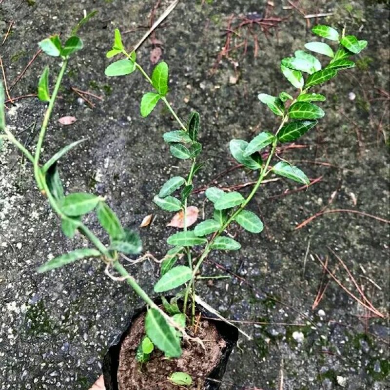 扶芳藤扶芳藤扶芳藤大叶扶芳藤小叶扶芳藤