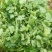 【香菜】大叶香菜河南香菜质量优质欢迎各位老板咨询