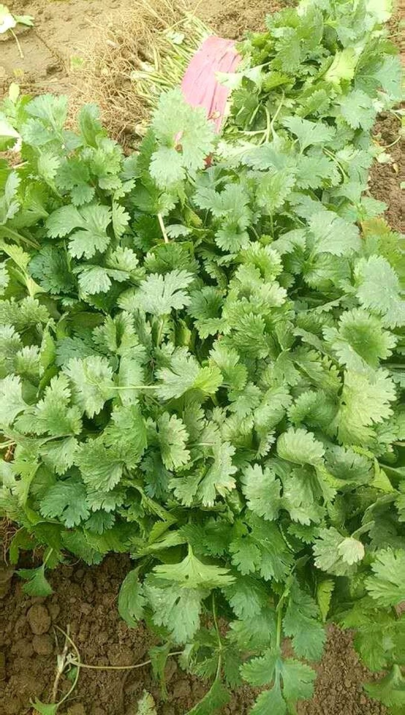 【香菜】大叶香菜河南香菜质量优质欢迎各位老板咨询