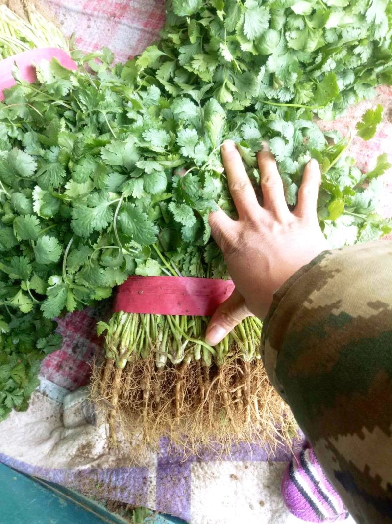 【香菜】大叶香菜河南香菜质量优质欢迎各位老板咨询