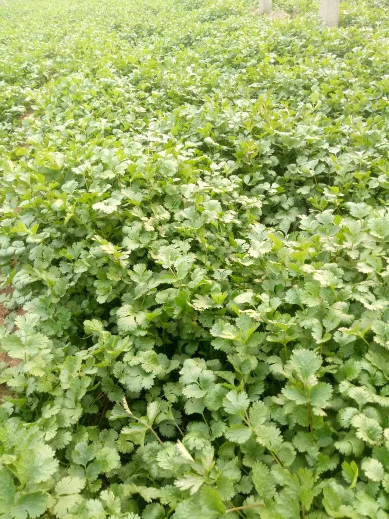 【香菜】大叶香菜河南香菜质量优质欢迎各位老板咨询