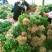 【香菜】大叶香菜河南香菜质量优质欢迎各位老板咨询