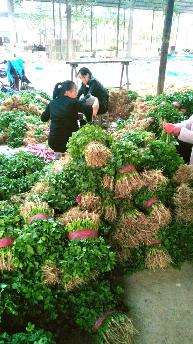 【香菜】大叶香菜河南香菜质量优质欢迎各位老板咨询