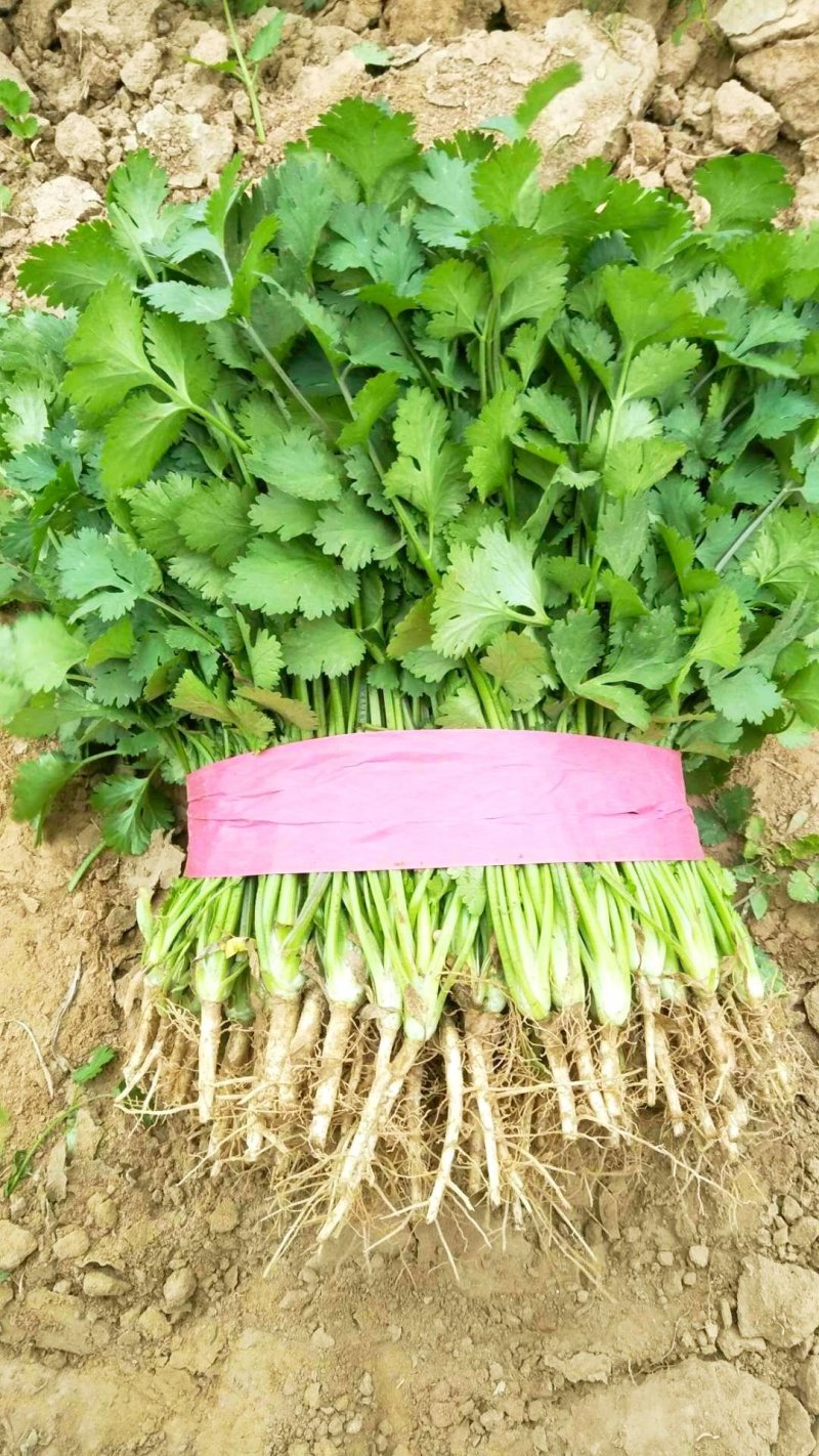【香菜】大叶香菜河南香菜质量优质欢迎各位老板咨询