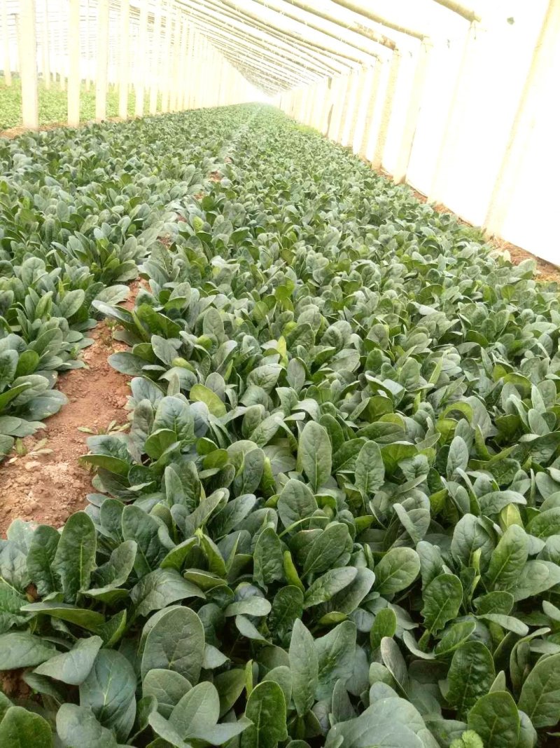 精品菠菜，20------30厘米质量好，货源充足，诚信
