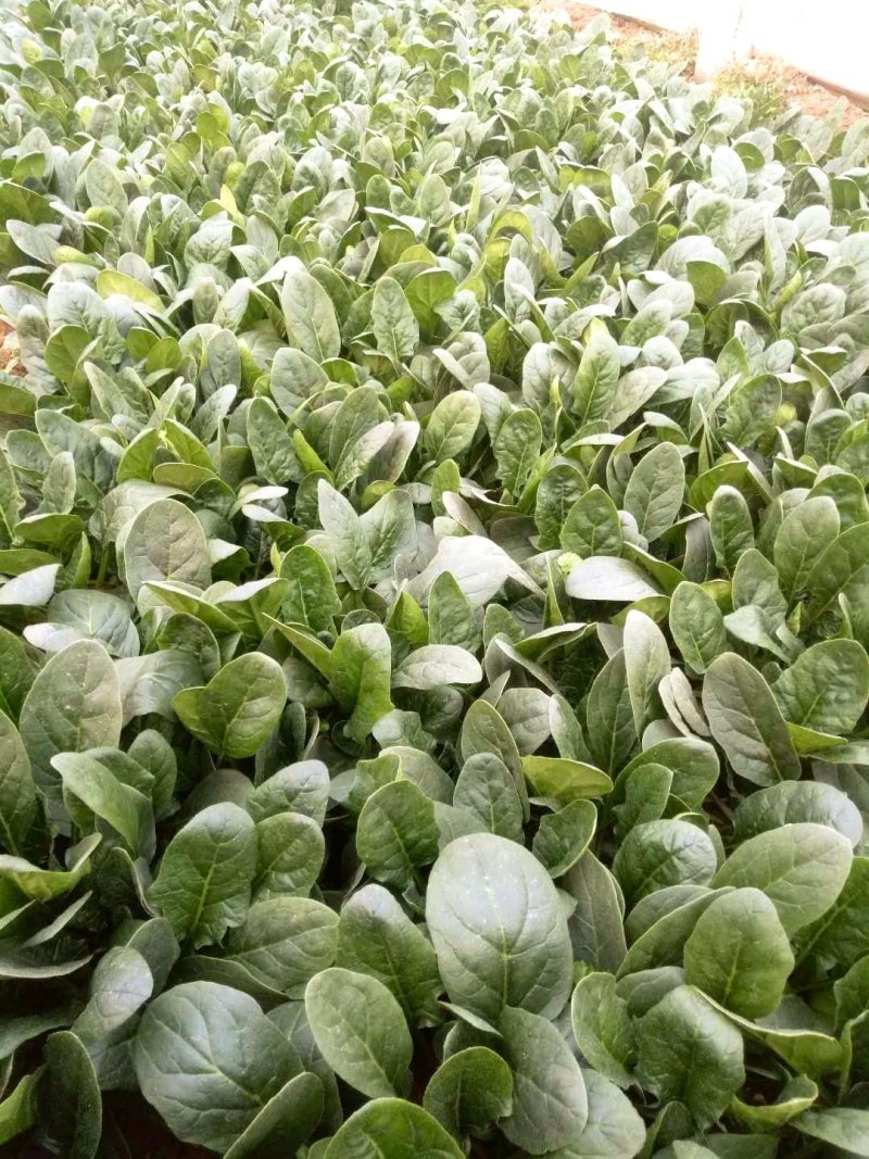 精品菠菜，20------30厘米质量好，货源充足，诚信