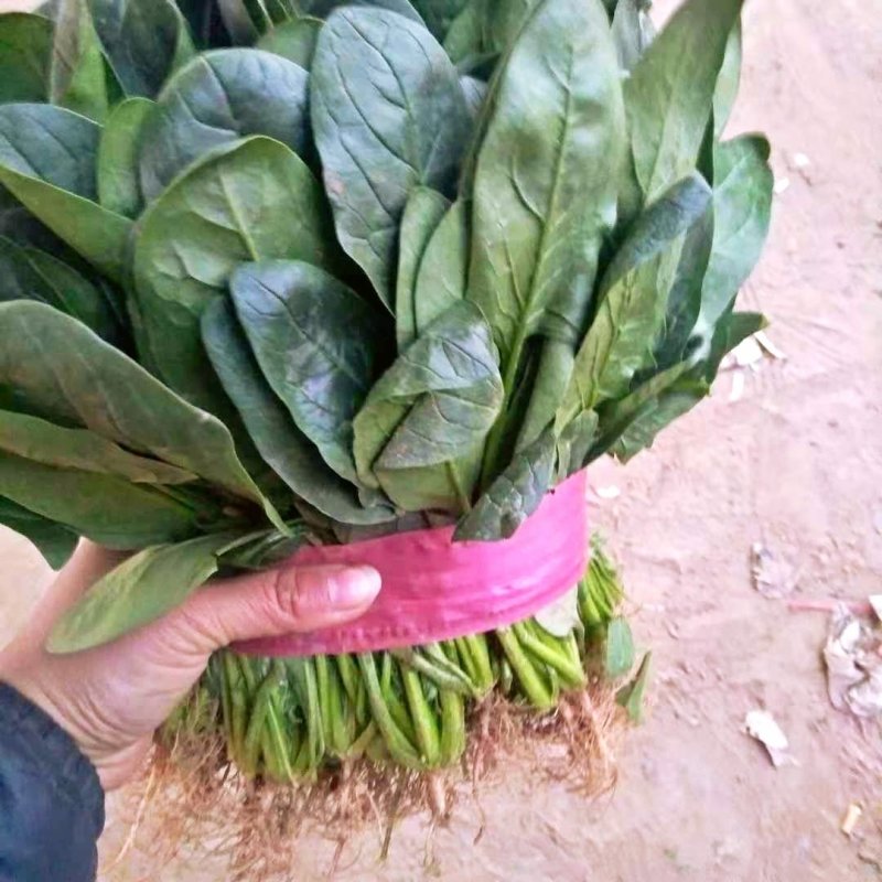 精品菠菜，20------30厘米质量好，货源充足，诚信