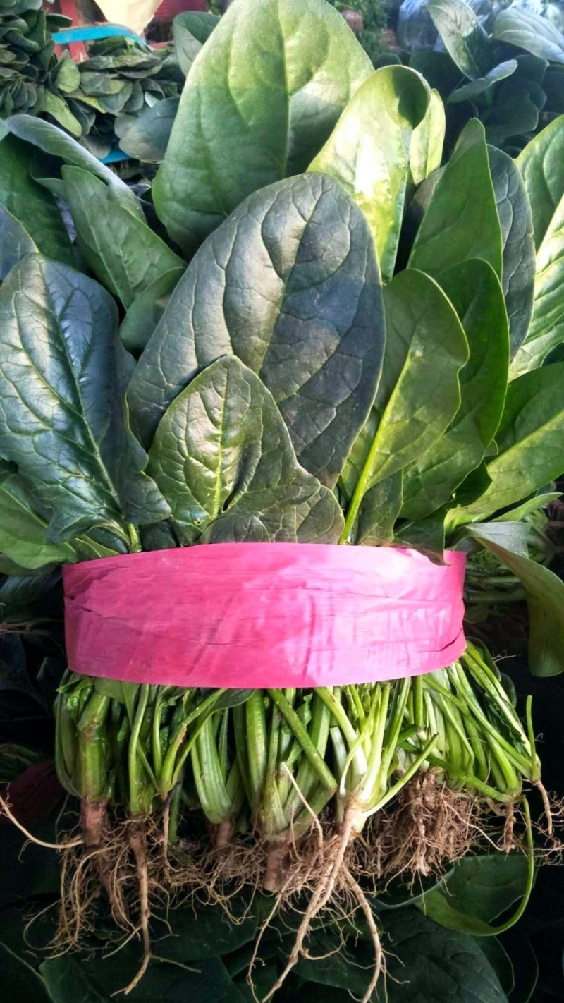 精品菠菜，20------30厘米质量好，货源充足，诚信