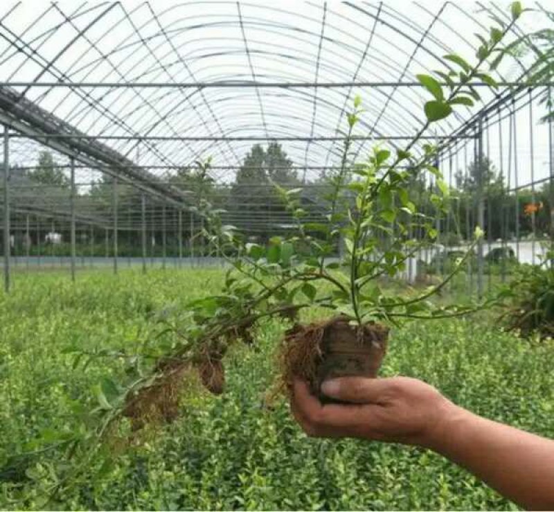 扶芳藤绿化工程苗木，规格齐全基地直销欢迎选购