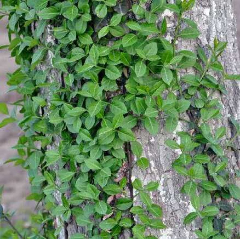 扶芳藤绿化工程苗木，规格齐全基地直销欢迎选购