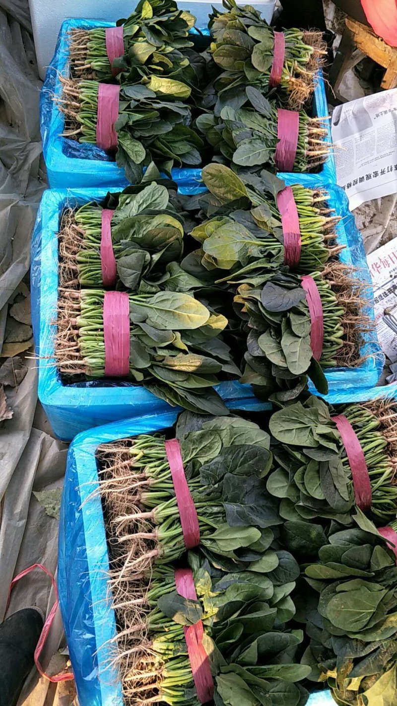 大叶菠菜，蔬菜大量上市中，欢迎新老客户联系
