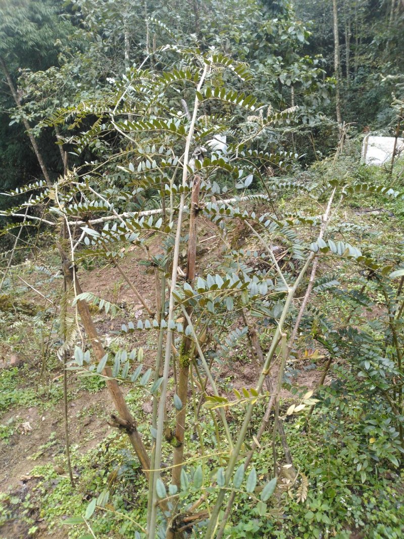 苦参