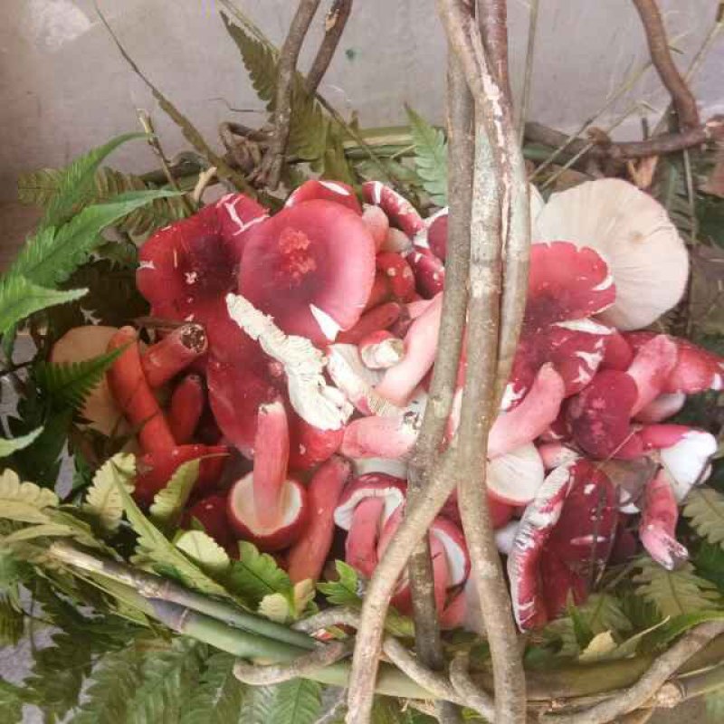 吨天然野生红菇
