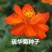 硫华菊种子花海种子发芽快花期长
