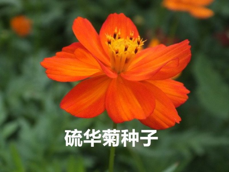 硫华菊种子花海种子发芽快花期长