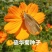 硫华菊种子花海种子发芽快花期长