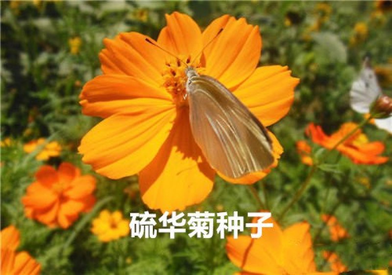 硫华菊种子花海种子发芽快花期长