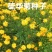硫华菊种子花海种子发芽快花期长