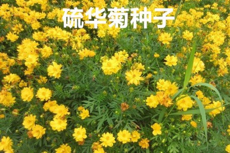 硫华菊种子花海种子发芽快花期长