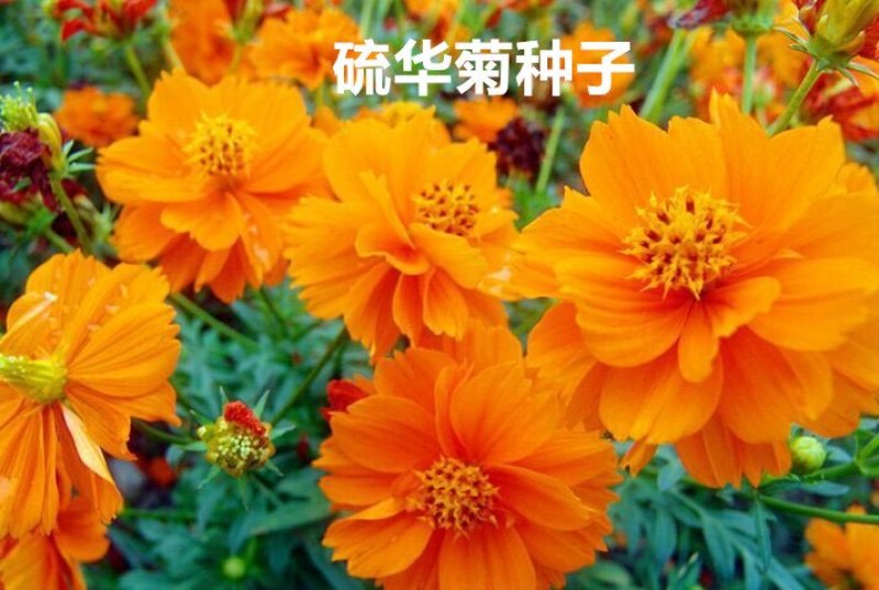 硫华菊种子花海种子发芽快花期长