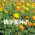 硫华菊种子花海种子发芽快花期长