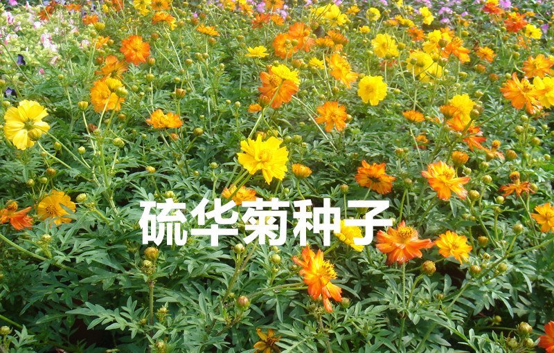 硫华菊种子花海种子发芽快花期长