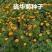 硫华菊种子花海种子发芽快花期长