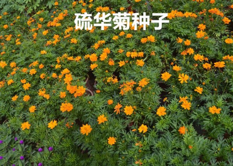 硫华菊种子花海种子发芽快花期长