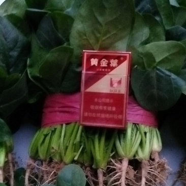 大叶菠菜基地直供，大量上市中