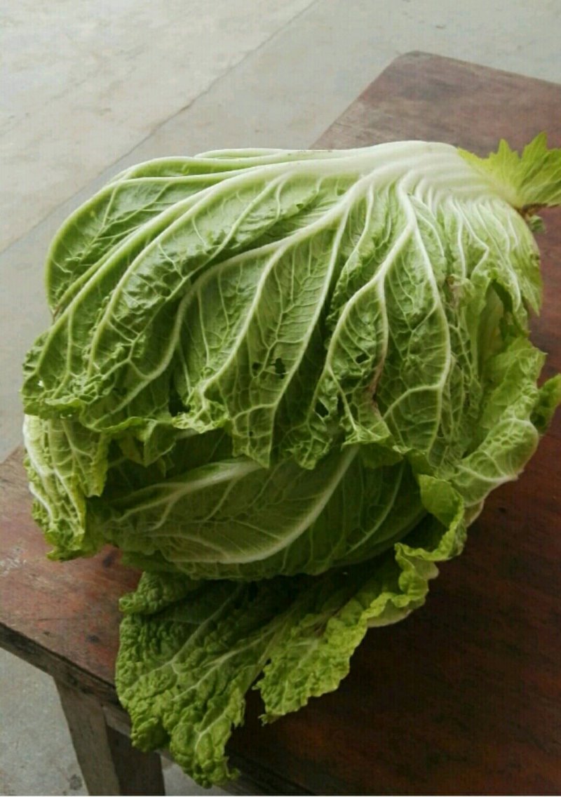 汉中白菜，个头大小均匀，紧实颜色纯正有专业的装袋码车工人