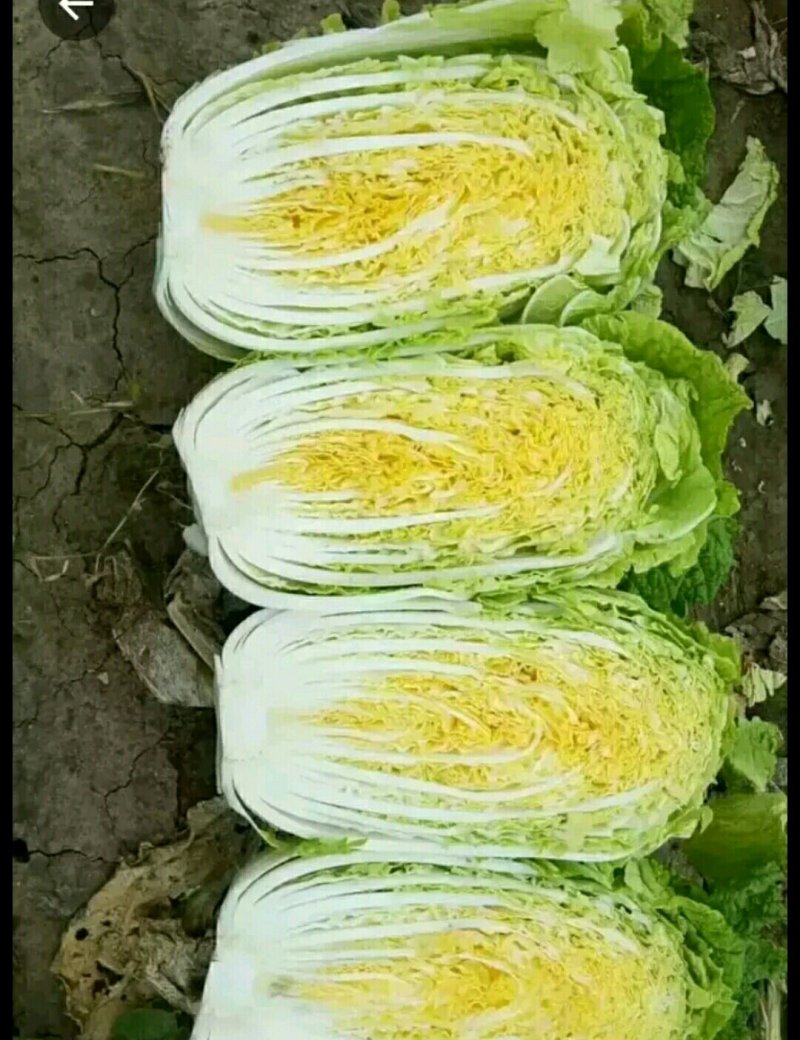 汉中白菜，个头大小均匀，紧实颜色纯正有专业的装袋码车工人