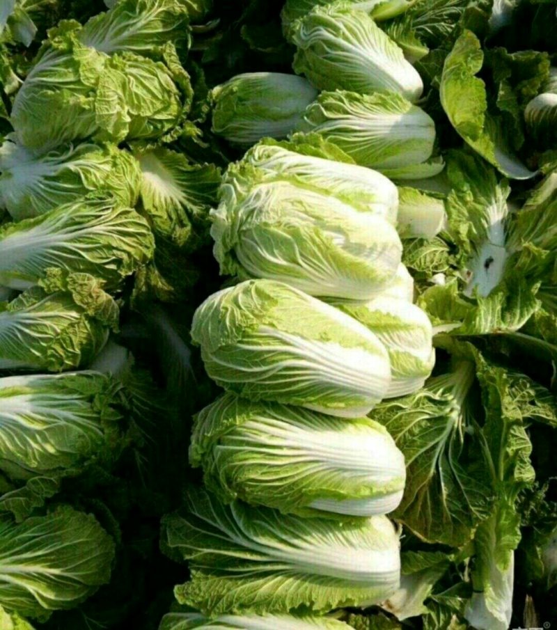 汉中白菜，个头大小均匀，紧实颜色纯正有专业的装袋码车工人