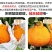 不知火柑桔净重2/3/5，8～9个种规格一件代发