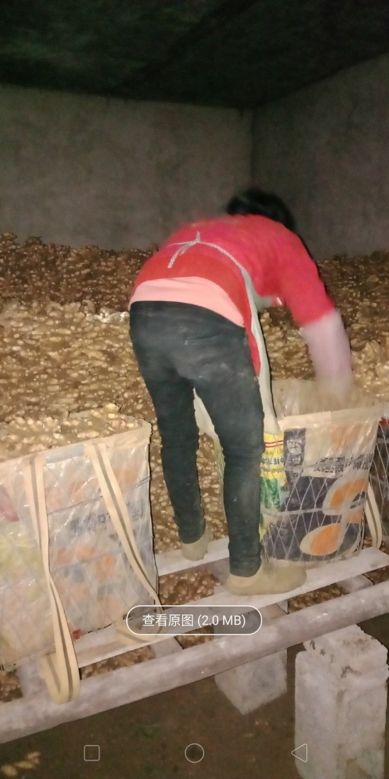 优质二黄姜出售黄土