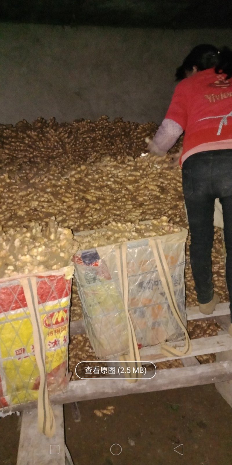 优质二黄姜出售黄土