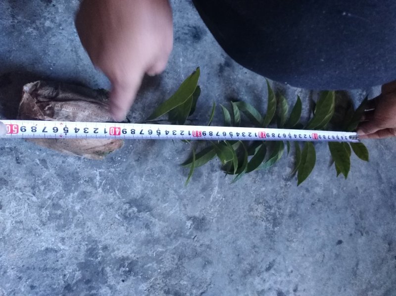 多穗石柯甜茶苗
