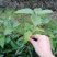 多穗石柯甜茶苗