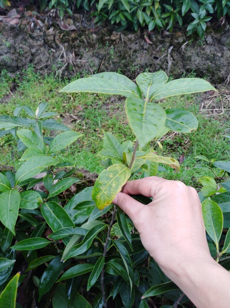 多穗石柯甜茶苗
