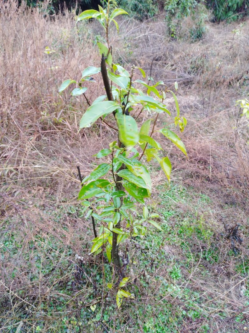 多穗石柯甜茶苗